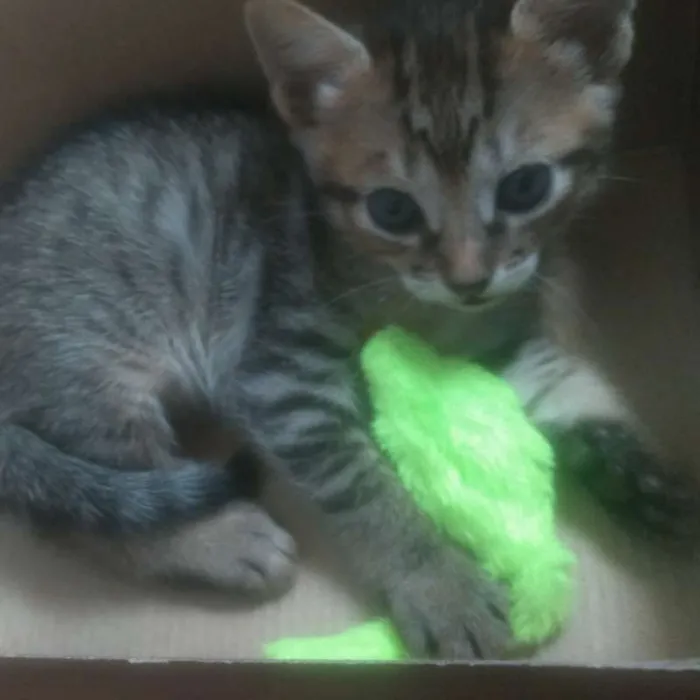 Gato ra a Sem raça idade 2 a 6 meses nome Irmãos Rajados