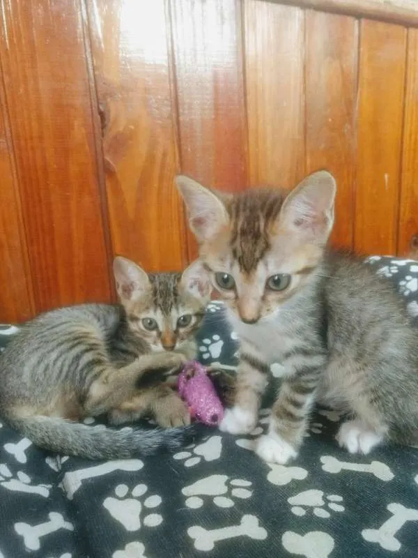 Gato ra a Sem raça idade 2 a 6 meses nome Irmãos Rajados