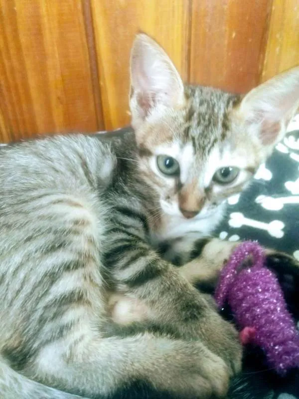 Gato ra a Sem raça idade 2 a 6 meses nome Irmãos Rajados