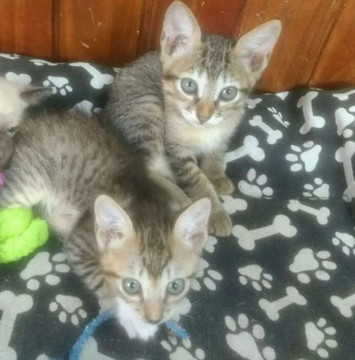 Gato ra a Sem raça idade 2 a 6 meses nome Irmãos Rajados