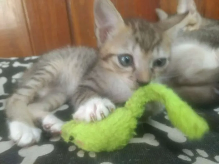 Gato ra a Sem raça idade 2 a 6 meses nome Irmãos Rajados