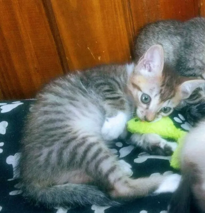 Gato ra a Sem raça idade 2 a 6 meses nome Irmãos Rajados