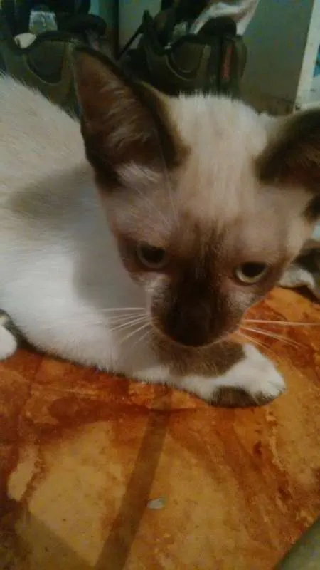 Gato ra a  idade 2 a 6 meses nome Sem nome