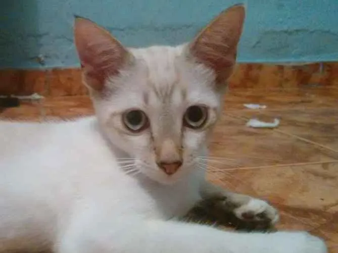 Gato ra a  idade 2 a 6 meses nome Sem nome