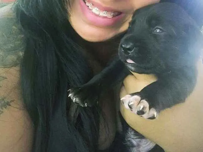 Cachorro ra a Labrador idade Abaixo de 2 meses nome Safira 