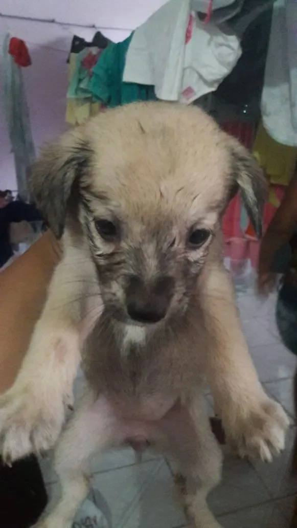 Cachorro ra a Sem raça idade Abaixo de 2 meses nome Filhotes