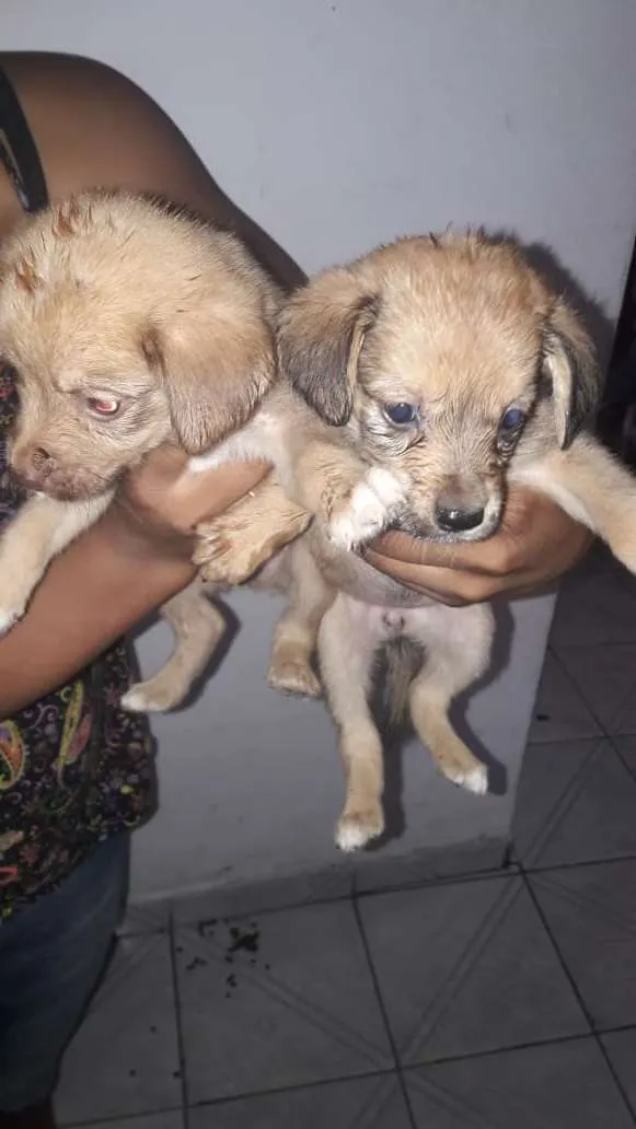 Cachorro ra a Sem raça idade Abaixo de 2 meses nome Filhotes