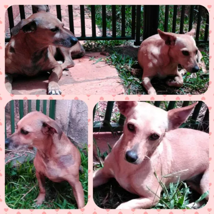 Cachorro ra a SRD idade 3 anos nome Raposinha e Rapunzel