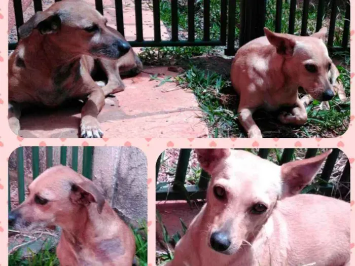Cachorro ra a SRD idade 3 anos nome Raposinha e Rapunzel
