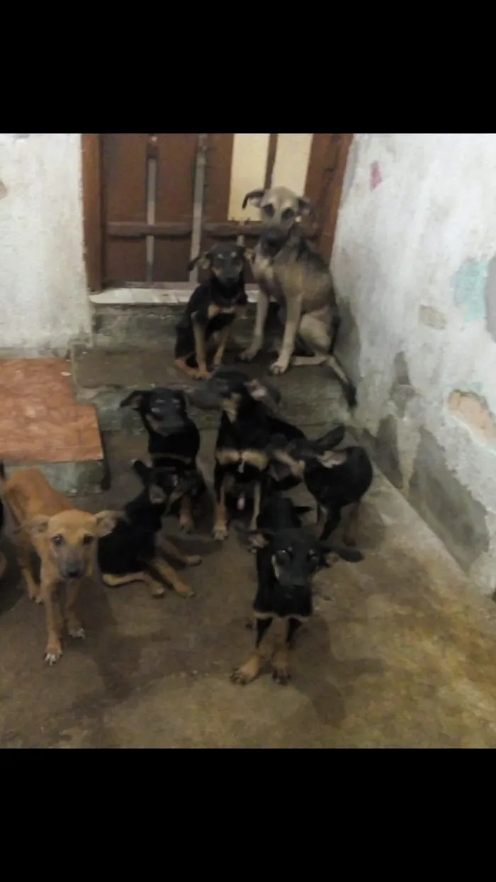 Cachorro ra a Vira lata idade 7 a 11 meses nome Sem nome 