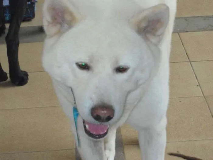 Cachorro ra a Akita idade 6 ou mais anos nome Shiro