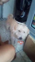 Lupi