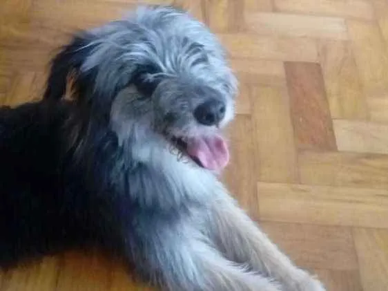 Cachorro ra a Indefinida idade 1 ano nome Não sei