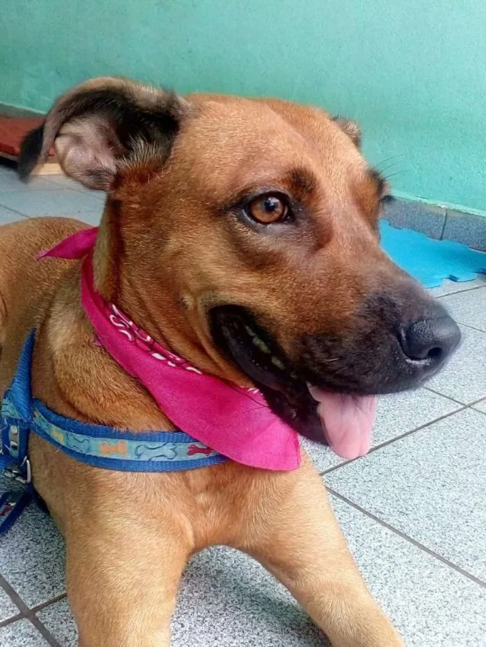 Cachorro ra a Srd idade 2 anos nome FANNY