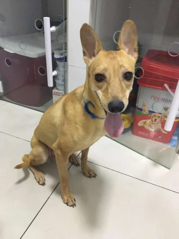 Cachorro ra a Srd idade 2 anos nome JADE
