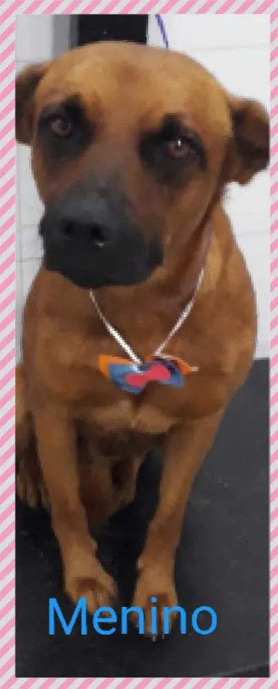 Cachorro ra a Srd idade 1 ano nome Doritos