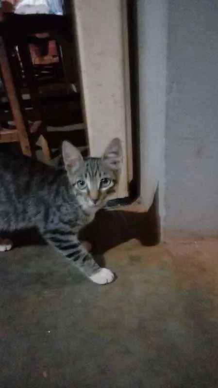 Gato ra a SRD idade 2 a 6 meses nome sem nome