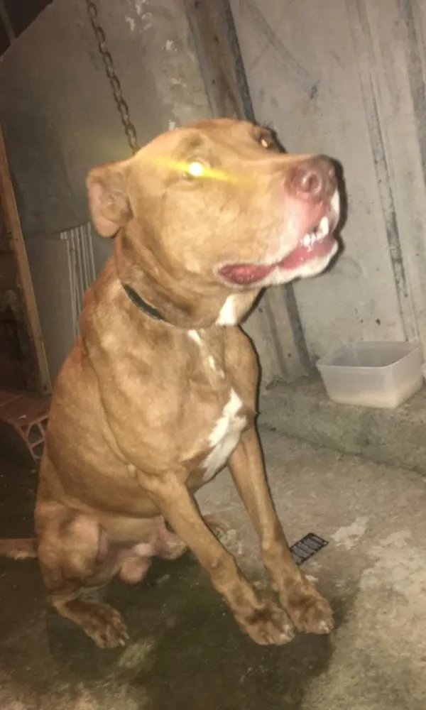 Cachorro ra a Pitbull misturado com labrador idade 5 anos nome Fofao 