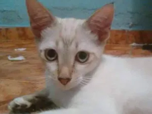 Gato raça  idade 2 a 6 meses nome Sem nome