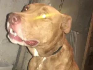 Cachorro raça Pitbull misturado com labrador idade 5 anos nome Fofao 