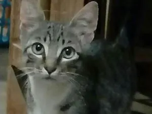 Gato raça SRD idade 2 a 6 meses nome sem nome