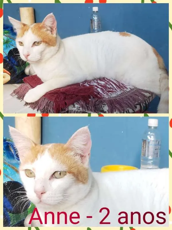 Gato ra a FELINO idade 2 anos nome ANNE