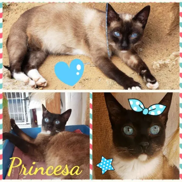Gato ra a Felino idade 2 anos nome PRINCESA