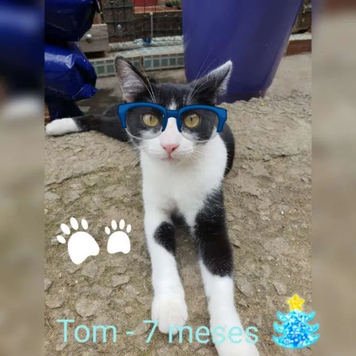 Gato ra a Felino idade 7 a 11 meses nome TOM