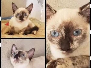 Gato raça Felina idade 2 a 6 meses nome ANGEL