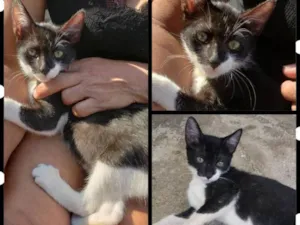 Gato raça Felino idade 2 a 6 meses nome LUCAS