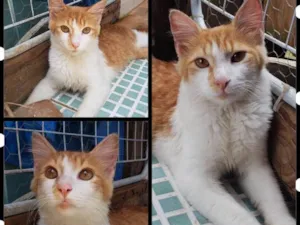 Gato raça Felino idade 2 a 6 meses nome FÉLIX