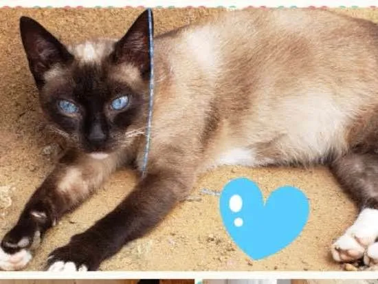 Gato ra a Felino idade 2 anos nome PRINCESA