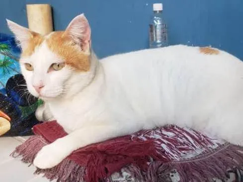 Gato ra a FELINO idade 2 anos nome ANNE
