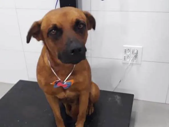 Cachorro ra a Srd idade 1 ano nome Doritos