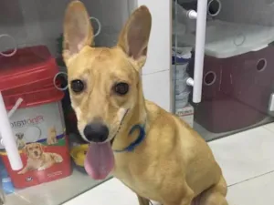 Cachorro raça Srd idade 2 anos nome JADE