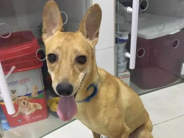 Cachorro ra a Srd idade 2 anos nome JADE