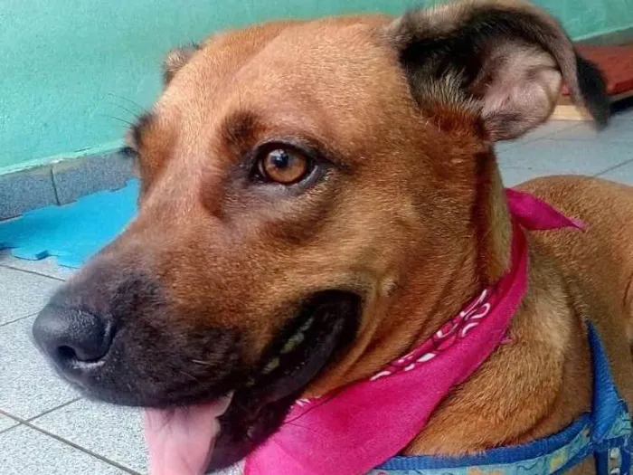 Cachorro ra a Srd idade 2 anos nome FANNY