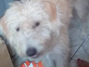 Cachorro raça Nao  sei idade 7 a 11 meses nome Lupi