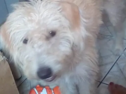 Cachorro ra a Nao  sei idade 7 a 11 meses nome Lupi