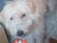Lupi
