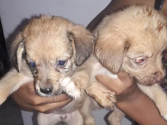 Cachorro ra a Sem raça idade Abaixo de 2 meses nome Filhotes