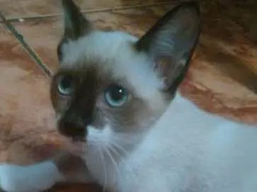 Gato ra a  idade 2 a 6 meses nome Sem nome