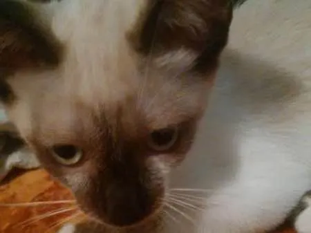 Gato ra a  idade 2 a 6 meses nome Sem nome
