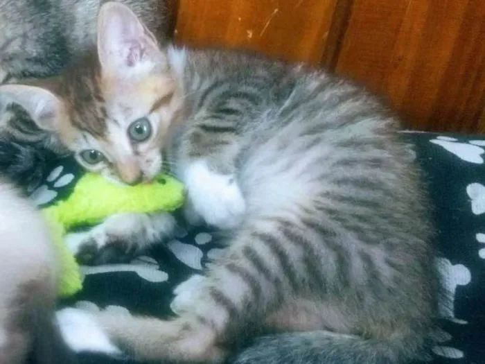 Gato ra a Sem raça idade 2 a 6 meses nome Irmãos Rajados