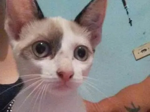 Gato ra a  idade 2 a 6 meses nome Sem nome