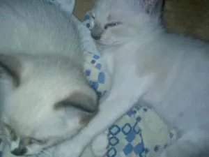 Gato raça  idade Abaixo de 2 meses nome Sem nome