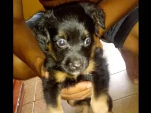 Cachorro raça vira latas porte pequeno idade Abaixo de 2 meses nome sem nomes