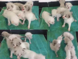 Gato raça srd idade Abaixo de 2 meses nome gatos