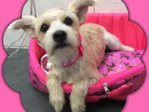 Cachorro raça srd idade 1 ano nome MEG