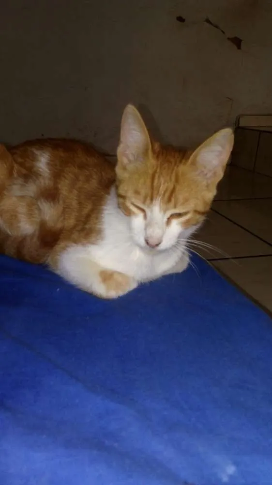 Gato ra a  idade 2 a 6 meses nome Leao